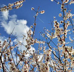 white flowers on tree and spring