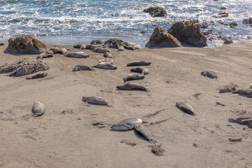 Fototapeta na wymiar tired relaxing seals at the beach