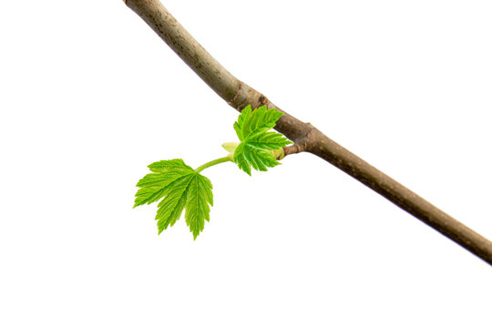 Fresh spring green lefs isolated on white background