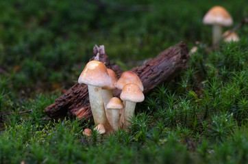 Inedible orange mushroom Hypholoma lateritium growing in the moss spruce forest. Also known as Hypholoma sublateritium or sometimes called brick cap. Natural environment