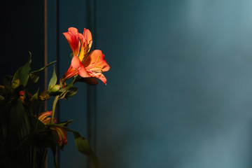 Obraz premium Lily flower on the dark background. Condolence card. Empty copy space