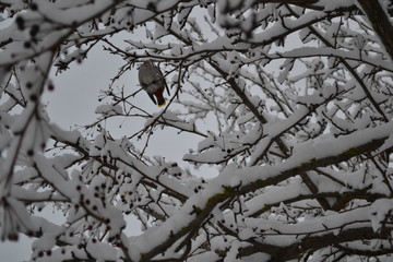 little bird