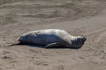 Fototapeta premium sea lions enjoy the beach in San Simeon