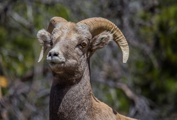 Bighorn sheep on rocks