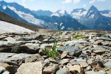 Mountain flowers on the Caucasian mountains in Domba. Cloudy summer day.