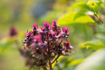 Flowers of basil tree in garden