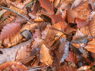 Fallen autumn leaves background