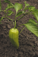 Shrub with growing green peppers.