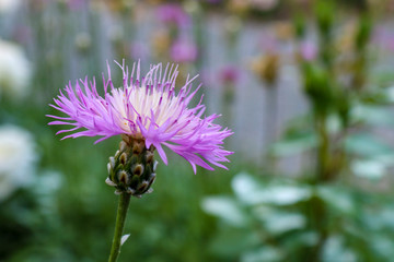Single flower head of a purple cornflower, close up with bokeh background. Flower with fuzzy petals.