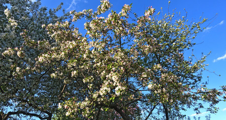 Blooming apple tree on the background of blue sky
