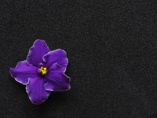 Obraz na płótnie Canvas Purple flower on black background with copy space.
