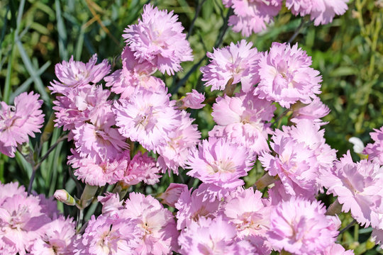 Chinesische Nelke, Dianthus chinensis