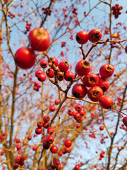 Fototapeta na wymiar Berries in the spring
