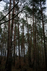 Pinewood