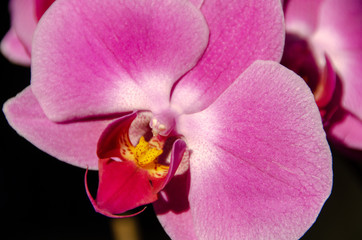 Orchid