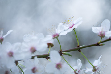 Nahaufnahme weiß-pinker Schlehenblüten im Frühling