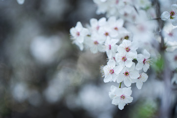 Nahaufnahme weiß-pinker Schlehenblüten im Frühling