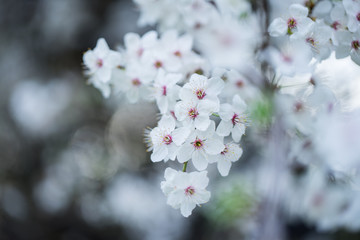 Nahaufnahme weiß-pinker Schlehenblüten im Frühling