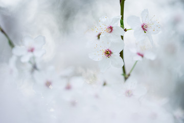 Nahaufnahme weiß-pinker Schlehenblüten im Frühling
