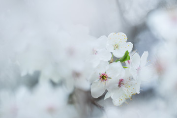 Nahaufnahme weiß-pinker Schlehenblüten im Frühling