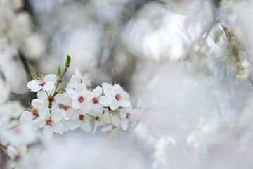 Nahaufnahme weiß-pinker Schlehenblüten im Frühling