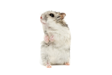 Obraz premium Small domestic hamster isolated on white background. Gray Syrian hamster stands on his hind legs isolated on a white background