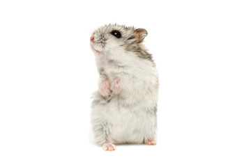 Small domestic hamster isolated on white background. Gray Syrian hamster stands on his hind legs isolated on a white background