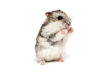 Small domestic hamster isolated on white background. Gray Syrian hamster stands on his hind legs isolated on a white background - obrazy, fototapety, plakaty