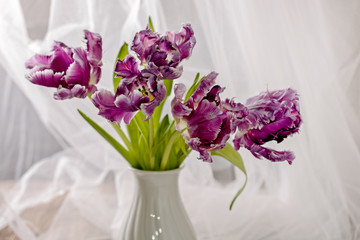 A bouquet of beautiful purple tulips on a background of white transparent curtain, for cards, holidays, celebrations, spring mood, close-up