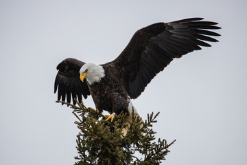 bald eagle on evergreen tree