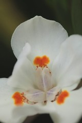 closeup of white flower