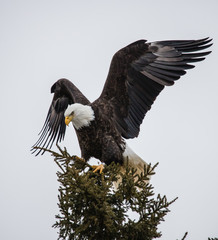 bald eagle on evergreen tree