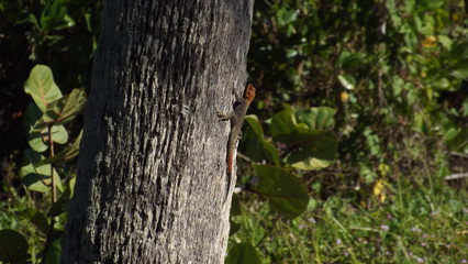 Brown Lizard