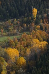 Obraz premium Autumn forest nature. Vivid morning in colorful forest with sun rays through branches of trees. Scenery of nature with sunlight.savsat/artvin/turkey