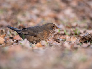 Thrush on ground. Thrush looking for food. Thrush closeup.