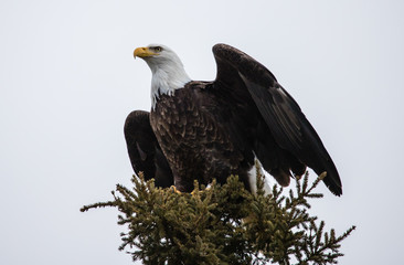bald eagle on evergreen tree