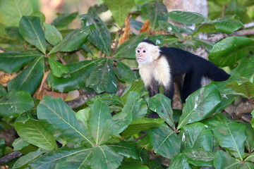 Capucin