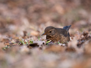 Thrush on ground. Thrush looking for food. Thrush closeup.