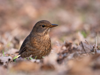 Thrush on ground. Thrush looking for food. Thrush closeup.
