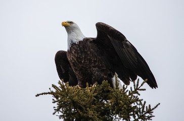 bald eagle on evergreen tree