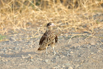 Caracara à tete jaune immature