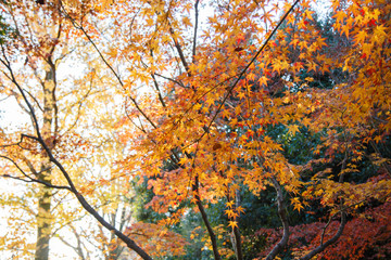 Views of plants, architecture in the fall in the Sochi Arboretum.