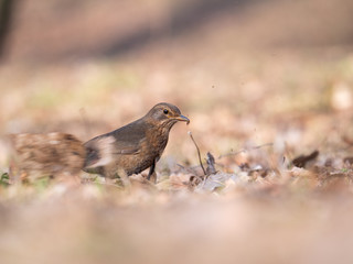 Thrush on ground. Thrush looking for food. Thrush closeup.