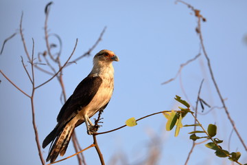 Caracara à tete jaune