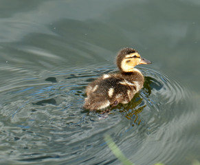 Duckling swimming