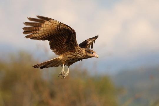 Caracara &agrave; tete jaune immature