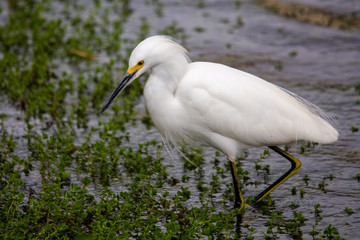 snowy egret fishing