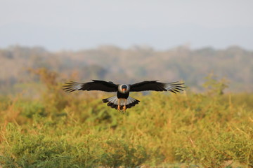 Caracara huppé