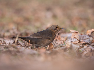 Thrush on ground. Thrush looking for food. Thrush closeup.