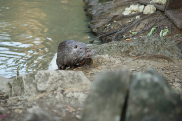 Nutria in the pond in Sochi Arboretum.
